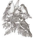 Vector illustration of waxwing, robin and blue jay on branch of snow rowan and juniper Royalty Free Stock Photo